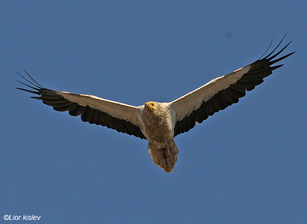  רחם מדברי Egyptian Vulture  Neophron percnopterus                    תנוריה,מרכז רמת הגולן,אוגוסט 2007.